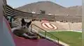 Universitario: gato se instala en tribuna del Monumental y conmueve a hinchas cremas