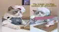 That Little Puff, el famoso gato ‘chef’ de TikTok que intenta trucos virales de cocina