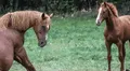 ¿Cuáles son los significados de soñar con caballos?