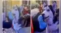 Perrita descubre la casa de sus sueños en un comercial de televisión y queda encantada