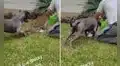 Perro busca desesperadamente a su ‘mejor amigo’ en casa, sin saber que este había fallecido