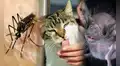 Estas 5 enfermedades se transmiten de animales a humanos y pueden ser mortales