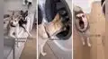 Perrito se enoja con su dueña porque no quiere que ella ponga sus juguetes en la lavadora