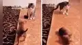 Perrito finge ser ‘atacado’ por el gato de sus nuevos dueños tras verlo por primera vez 