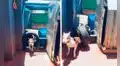 Joven arma un circuito para poner a prueba a sus perros, pero estos lo terminan destrozando  