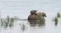 Osa le enseña a su cría a cazar peces en río de Alaska e imágenes cautivan las redes