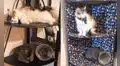 Joven ve que sus gatitos duermen en su viejo esquinero y lo remodela para que sea más cómodo