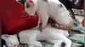 Gatito deja que su ‘compañero’ le haga masajes mientras él duerme en el sillón