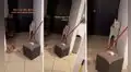 Perro se comporta de manera ‘extraña’ tras quedarse quieto mirando hacia las escaleras