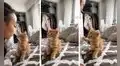 Mujer le da tierno beso a su gatito y este inmediatamente le ‘pide’ otro con su pata