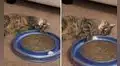 Gatito ‘triste’ capta la atención de miles al jugar sin ánimos con su pelota 