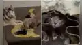 Perritos hacen un hueco para ‘rescatar’ a un travieso gato que se metió dentro de un sofá