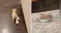 Travieso cachorro ‘roba’ las medias de su dueño para esconderlas en su guarida secreta