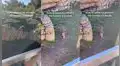 Mono recoge celular que se le cayó a una persona en zoológico y lo utiliza después