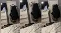 Gatito intenta dar un salto hacia el ropero, pero los cálculos no salen como lo esperaba