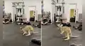 Canguro ingresa a gimnasio durante sesión de ejercicios y participa de la clase