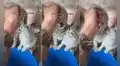Joven ordeña su vaca para que sus mininos puedan tomar un poco de leche