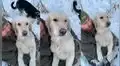 Perrito tiembla en los brazos de dueño debido al frío que sentía y cautiva las redes