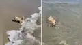 TikTok viral: perrito va a la playa por primera vez y se emociona al jugar en la orilla del mar