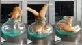 Gatita ‘contorsionista’ mete su cuerpo por completo dentro de un pequeño recipiente