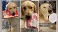 Mujer encuentra a su perrito ‘robando’ diferentes objetos de su casa