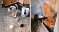 TikTok viral: pollitos desobedecen a su mamá gallina y son ‘corregidos’ por su papá gallo