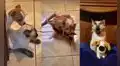 Gata se encariña con cachorro, pero este fallece y ella lo recuerda con un peluche