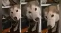 Perrita de raza husky siberiano no ‘quiere’ que su dueña agarre sus zapatos para salir sola