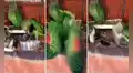 Gato reacciona furiosamente al sentir que un travieso lorito le pica la cola