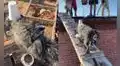 TikTok viral: perrito utiliza vasitos descartables para ayudar a los obreros a llevar una mezcla de concreto 