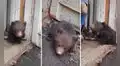 TikTok viral: hombres rusos encuentran a osezno temblando de frío y deciden auxiliarlo