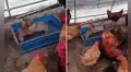 TikTok viral: cachorros protagonizan pelea dentro de un corral lleno de gallinas