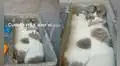 TikTok viral: intenta limpiar su patio, pero descubre a sus gatos durmiendo en el lavadero