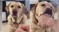TikTok viral: joven da su primera lección de combate a su perro, pero este tiene tierna reacción