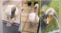 TikTok viral: mujer encuentra un cisne y este decide seguirla a donde quiera que vaya