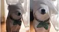 TikTok viral: perrito intenta esconderse de su dueño tapándose la cara y desata la risa de miles