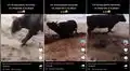 Torito disfruta de sus vacaciones en la playa ‘bailando’ al ritmo del carnaval arequipeño