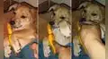 TikTok viral: hombre bendice a su cachorro a la hora de dormir y este ‘pide’ que haga lo mismo con su juguete