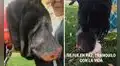 YouTube viral: hallan a perro anciano con grave condición en su hocico, pero no logran salvarle la vida