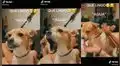TikTok viral: menciona la palabra ‘agua’ para que su perro la imite y logra gran resultado