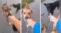 YouTube viral: se acerca a perros callejeros para ‘entrevistarlos’ y estos casi devoran su micrófono