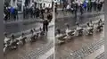 TikTok viral: gansos sorprenden al marchar por las calles junto a una pequeña banda musical