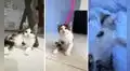 TikTok viral: gatita sin una patita era rechazada, pero cautiva a una joven y consigue hogar