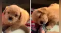 TikTok viral: perrito enamora en redes al quedarse dormido sobre su tazón mientras tomaba leche