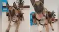‘Papá’ perruno enternece a miles en TikTok al cargar a sus 2 bebés en un chaleco