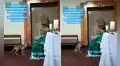 Facebook viral: perro callejero ingresa a iglesia y se sienta frente a sacerdote para escuchar la misa  