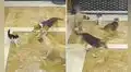TikTok viral: minino es acorralado por 3 perros y su ‘amigo’ gatuno va a defenderlo