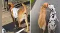 TikTok viral: disfraza a su labrador de un dálmata para que no se sienta excluido de reunión canina