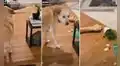 TikTok viral: perrito camina emocionado con su gran hueso y ocurre lo inesperado