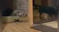 TikTok viral: perrito ‘roba’ el peluche de su ‘amigo’ y evita que este lo atrape